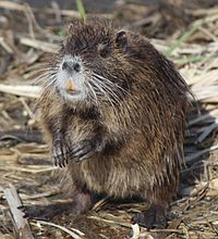 200px-Myocastor_coypus_standing