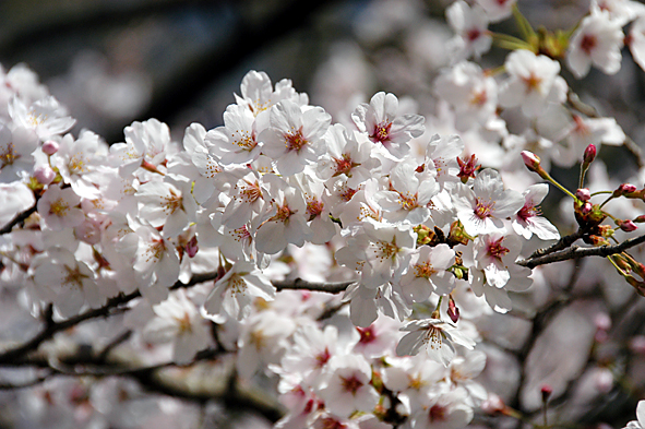 20100423ソメイヨシノ