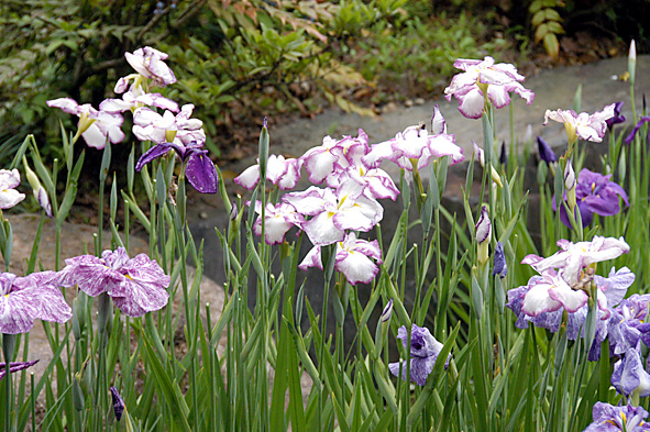 20100623花しょうぶ