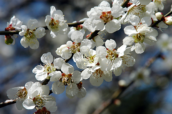 20090323白梅