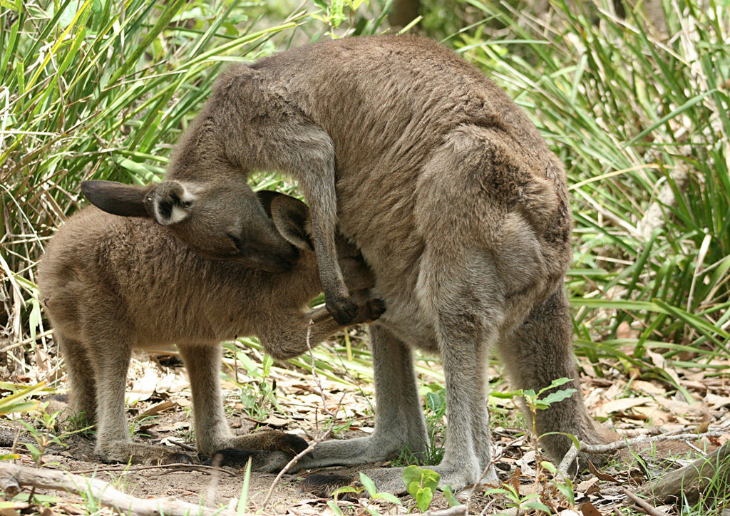 kangaru