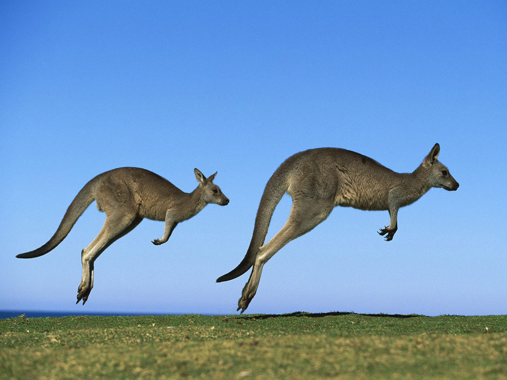 kangaru