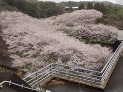 桜01