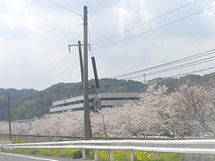 桜・高田01