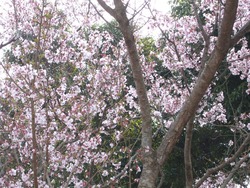 大村公園01-5