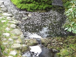 小ヶ倉水園02-4