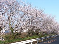 赤迫01