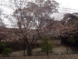 桜01