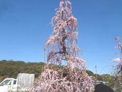 稲佐山・植木市01-7
