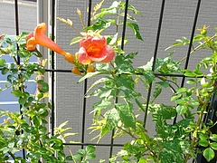 花0709-01