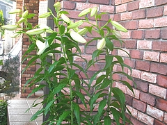 花0709-06