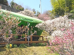 虎馬園02-8