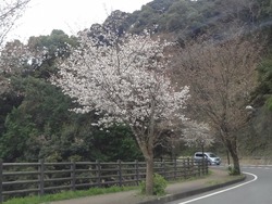 稲佐山01