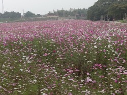 芝桜公園02-3