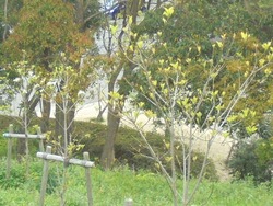 稲佐山01-2
