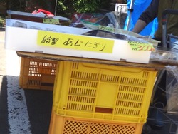 たらみ市03-3