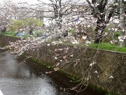 桜02-4