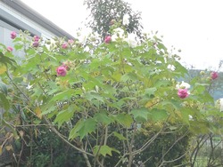 酔芙蓉