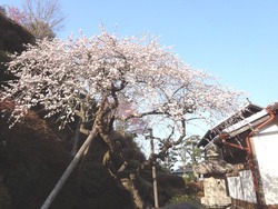 神代02-8