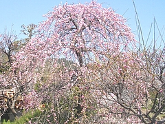 虎馬園01-4