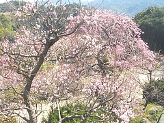 虎馬園01-3