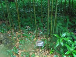 皇居東御苑02-4