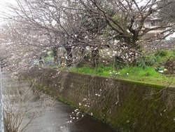 桜02-2