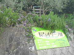 桜・長与02-3