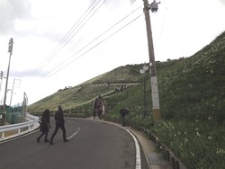 水仙まつり01