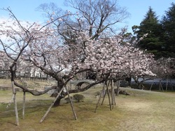 諫早公園01-5