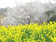 桜・長与01-3