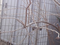 庭01-9