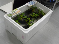 長与01-1