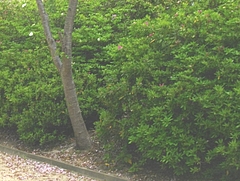 新戸町公園03