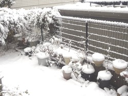 雪01