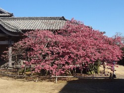 神代小路02-2