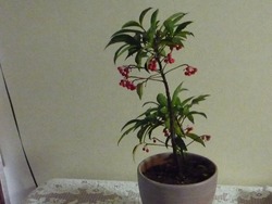 花02