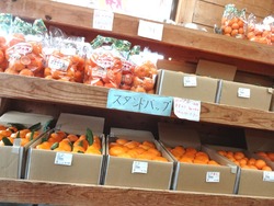 多良見町直売所01-4