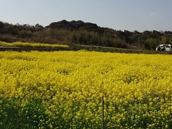 さくらの里01