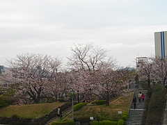 桜・原爆公園02