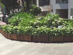 紫陽花まつり01-2