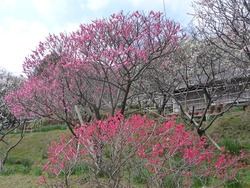 虎馬園03