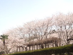 ¤µ¤¯¤é¤ÎΤ02