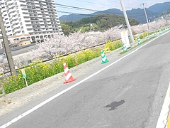 桜・高田01-2