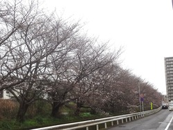 桜02