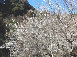 神代小路03-4