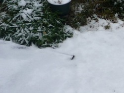 雪