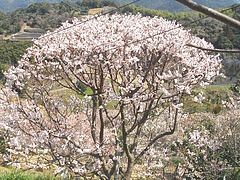 虎馬園02-6
