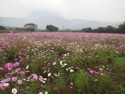 芝桜公園02-2