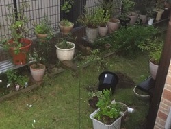 台風一過